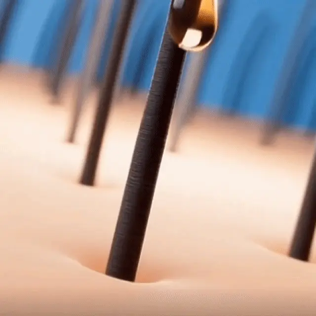 3D visualization of Cyperus oil penetrating hair follicles at the root level